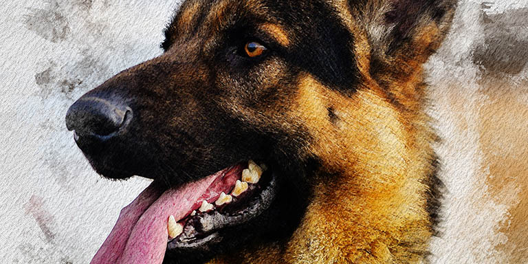 detail aquarelle chien